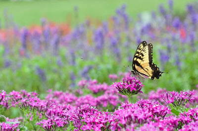 3 Tips for Attracting Butterflies to Your Garden