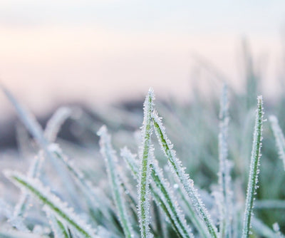 How to Protect Your Lawn from the Cold Weather