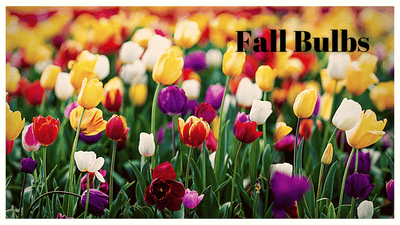 Planting Fall Bulbs