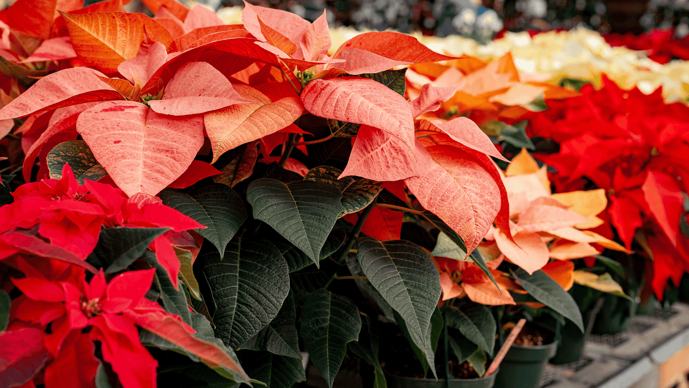 Poinsettias - Ritchie Feed & Seed Inc.