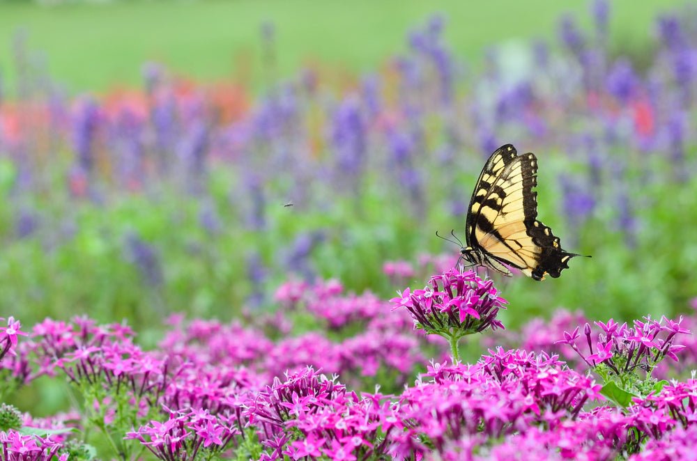 3 Tips for Attracting Butterflies to Your Garden - Ritchie Feed & Seed Inc.