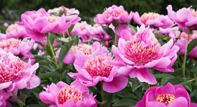 All About Fragrant Plants