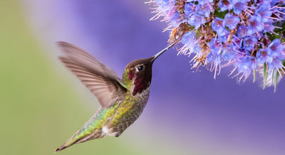 Attracting Hummingbirds to Your Garden