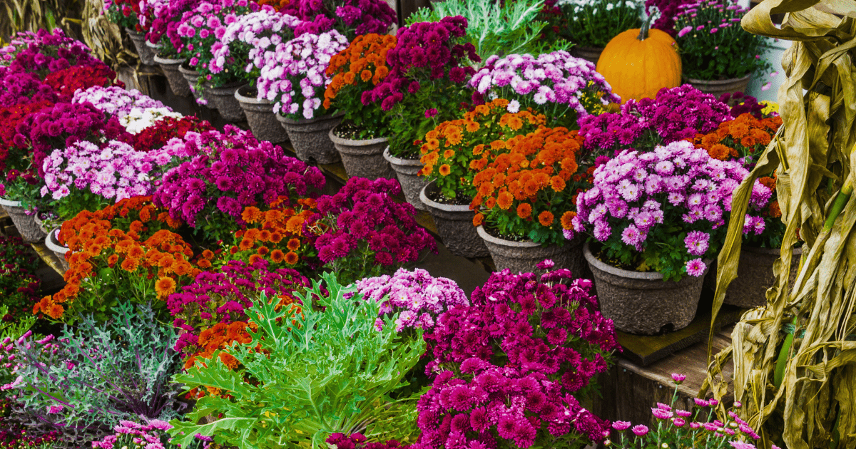🌼 Chrysanthemums: The Stars of Fall Gardens - Ritchie Feed & Seed Inc.