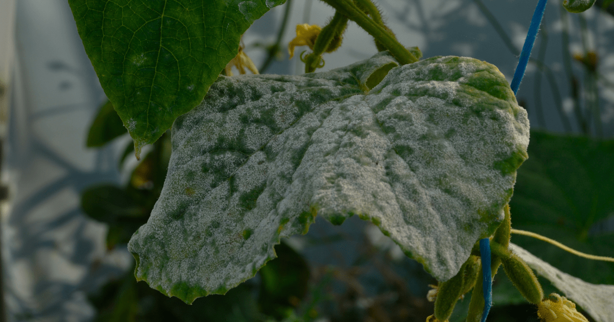 Common Fungal Foes in the Garden 🍂 - Ritchie Feed & Seed Inc.
