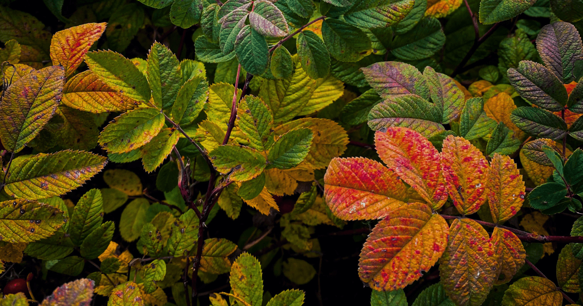 🍂 Cool Season Planting? Absolutely! - Ritchie Feed & Seed Inc.