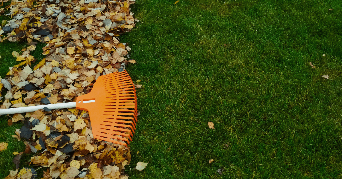 Corn Gluten in Fall: What You Need to Know 🍂 - Ritchie Feed & Seed Inc.