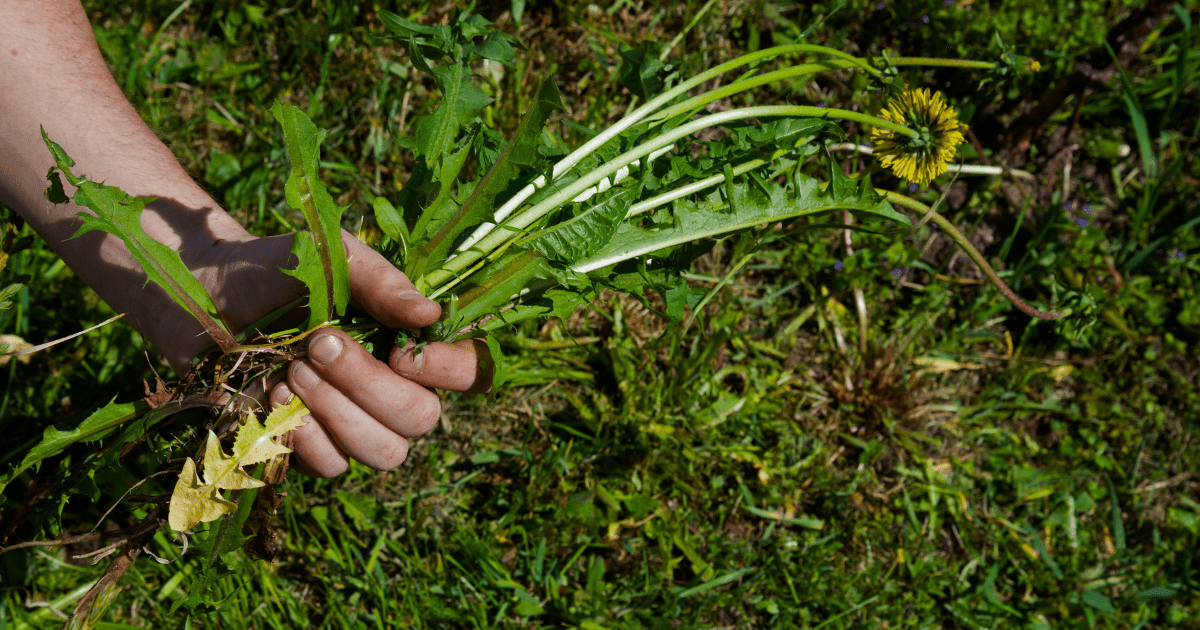 Corn Gluten in Spring: A Simple Way to Prevent Weeds - Ritchie Feed ...