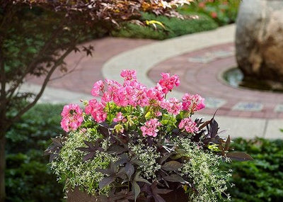 Creating a Shade Garden