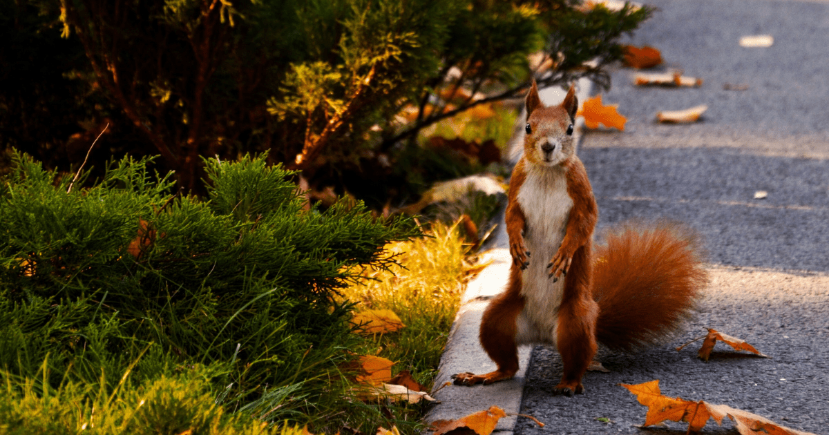 🌷 Critter Protection for Fall Bulbs - Ritchie Feed & Seed Inc.