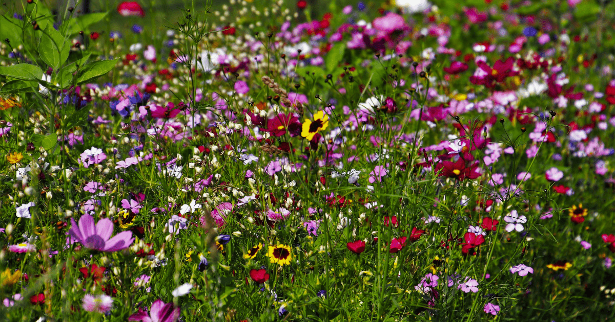 Did You Know? 🌼 The Best Time to Plant Wildflowers is Fall - Ritchie Feed & Seed Inc.