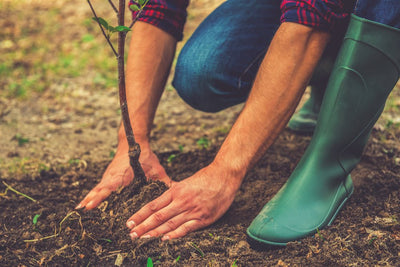 Everything You Need to Know About Transplanting Shrubs