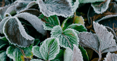 Fall Isn’t the End...It’s the First Step of Spring 🌱