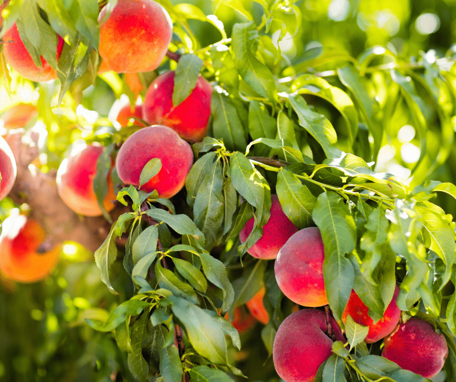 Fruit Tree Planting & Care - Ritchie Feed & Seed Inc.