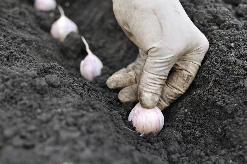 Grow Your Own Garlic - Ritchie Feed & Seed Inc.