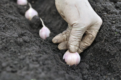 Grow Your Own Garlic