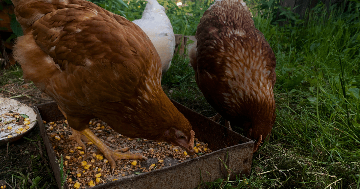 Happy, Healthy Chickens: Preparing Your Flock for Fall 🐓 - Ritchie Feed ...