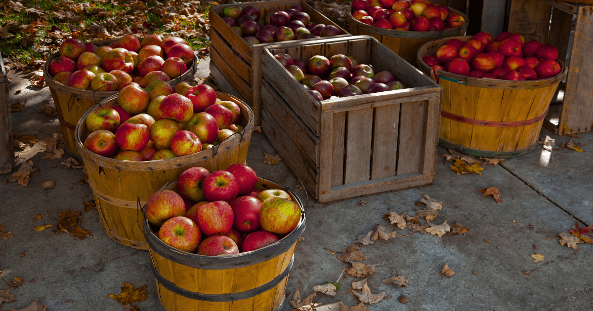 Harvest Season is Here 🍎 - Ritchie Feed & Seed Inc.