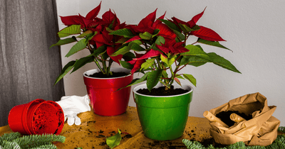 How to Extend the Life of Your Holiday Plants 🎄