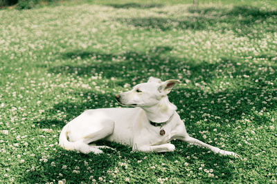 How to Plant a Clover Lawn