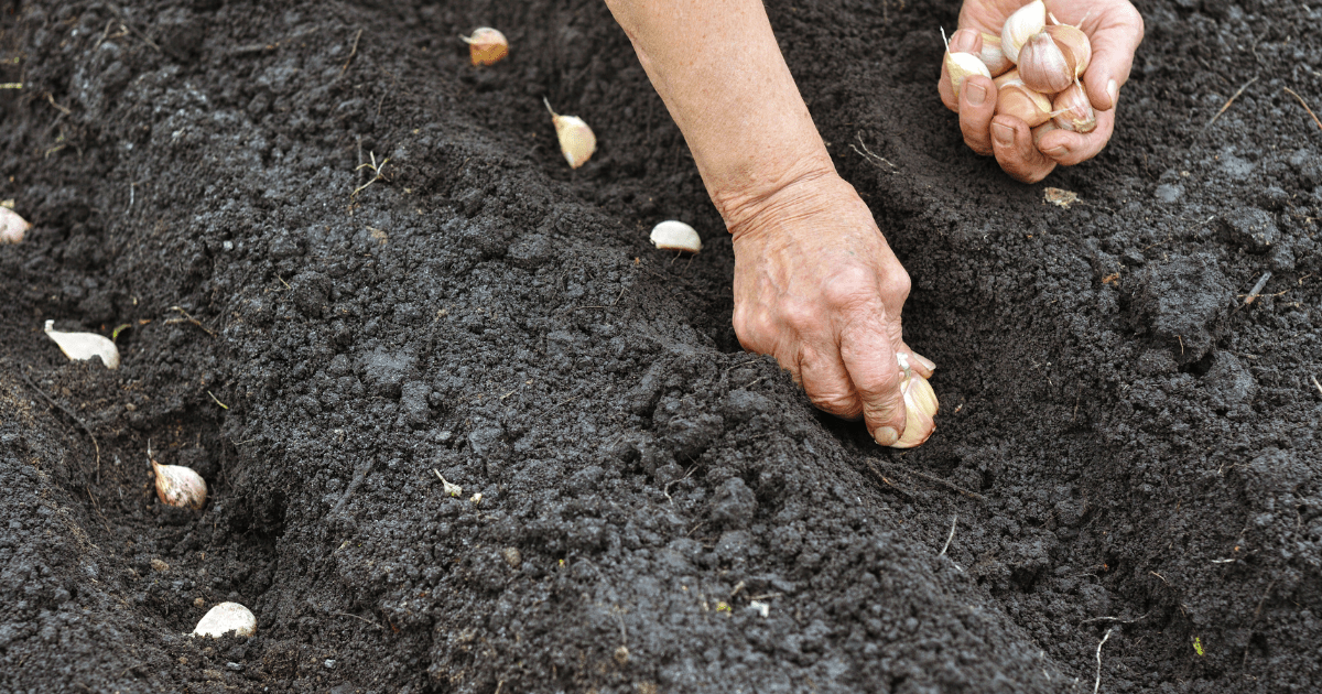 🌱 How to Plant Garlic in Fall - Ritchie Feed & Seed Inc.
