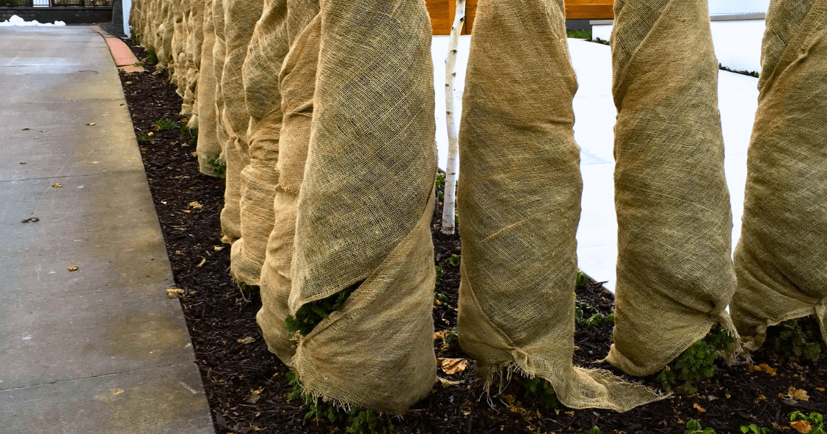 How to Protect Your Trees, Shrubs & Evergreens This Season ❄️ - Ritchie Feed & Seed Inc.