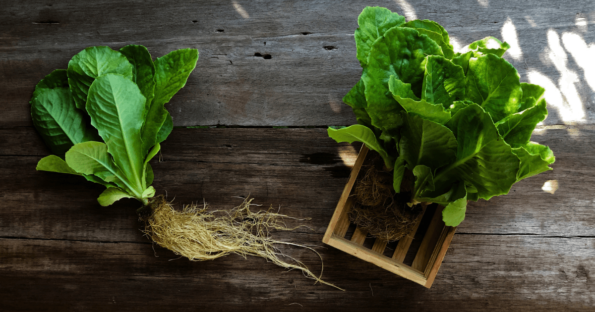 Hydroponics for Beginners: A Simple Guide to Growing Without Soil ...