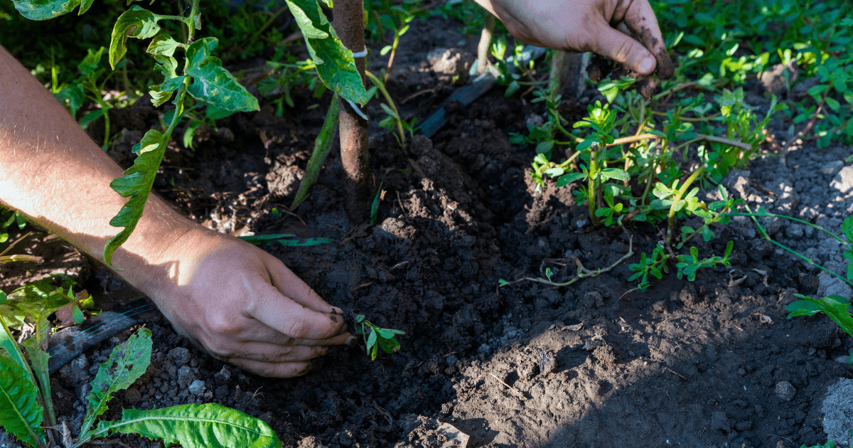 Identifying Weeds in Your Garden & Lawn - Ritchie Feed & Seed Inc.