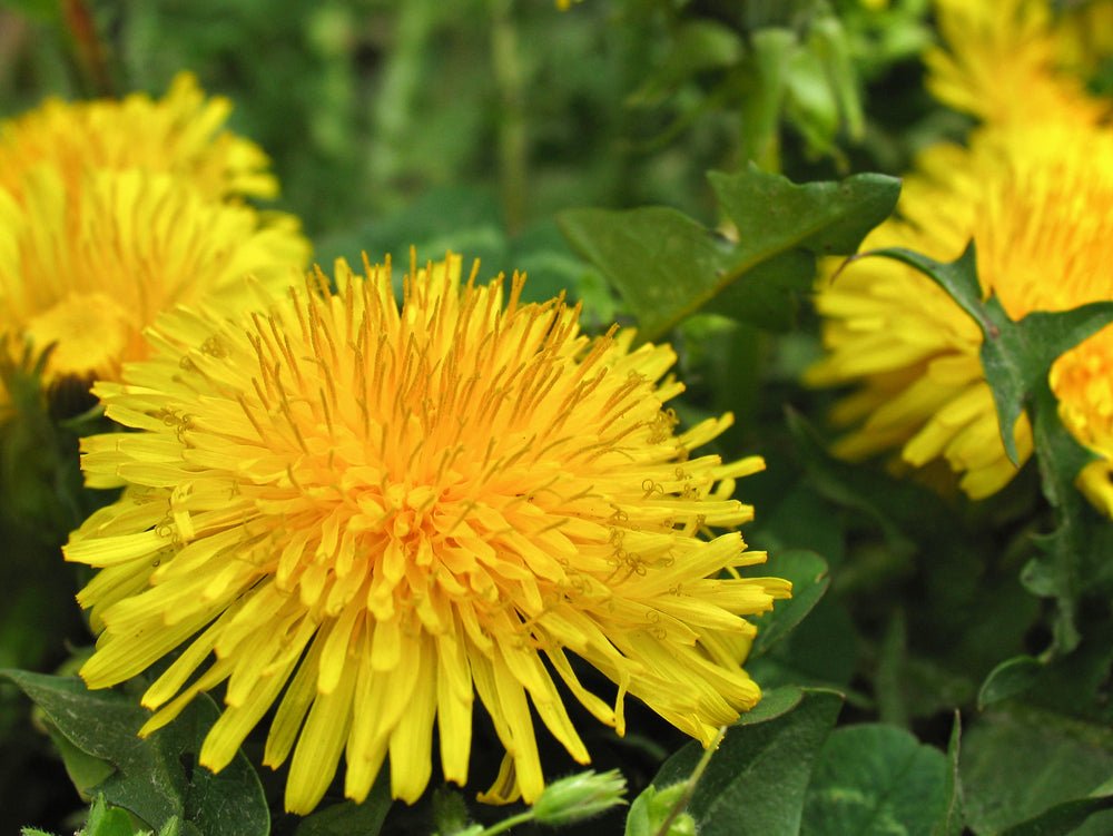 Identifying Weeds in Your Garden & Lawn - Ritchie Feed & Seed Inc.