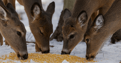 🦌 It’s Deer Season at Ritchie’s