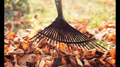 Leave the Leaves?