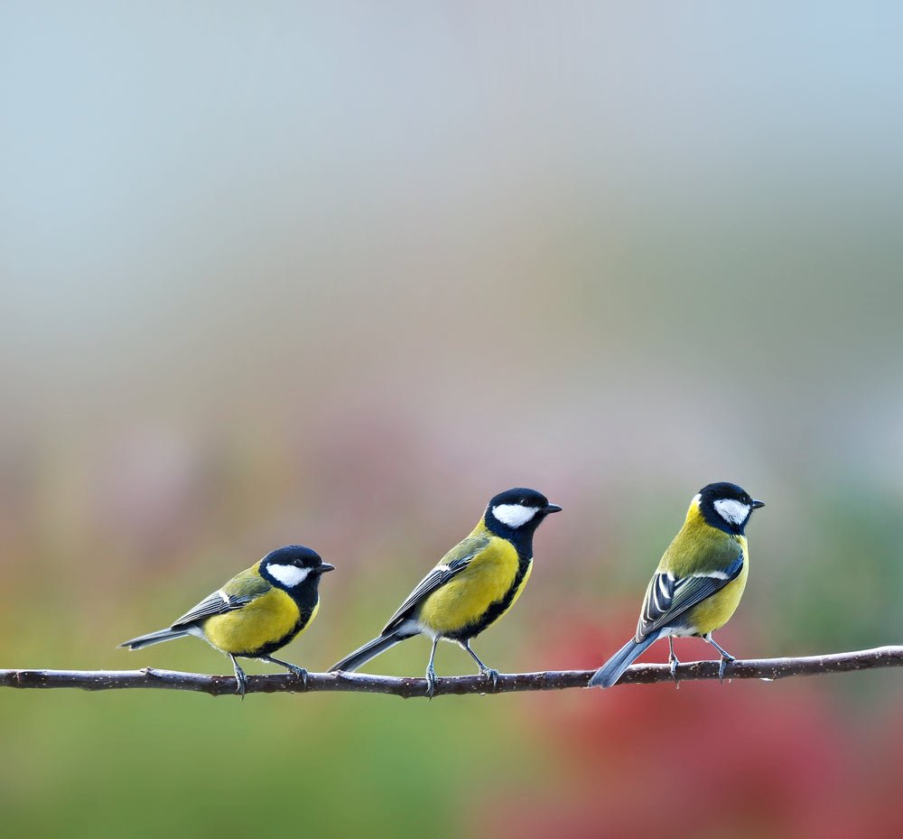 Make Your Garden Bird-Friendly - Ritchie Feed & Seed Inc.