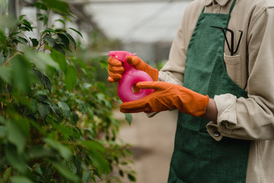 Neem Oil and Alternative Products for Pest Control