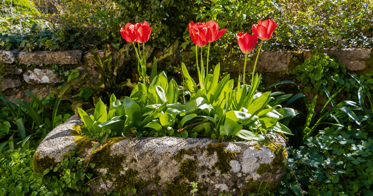 No More Blooming Envy 🌷 - Ritchie Feed & Seed Inc.