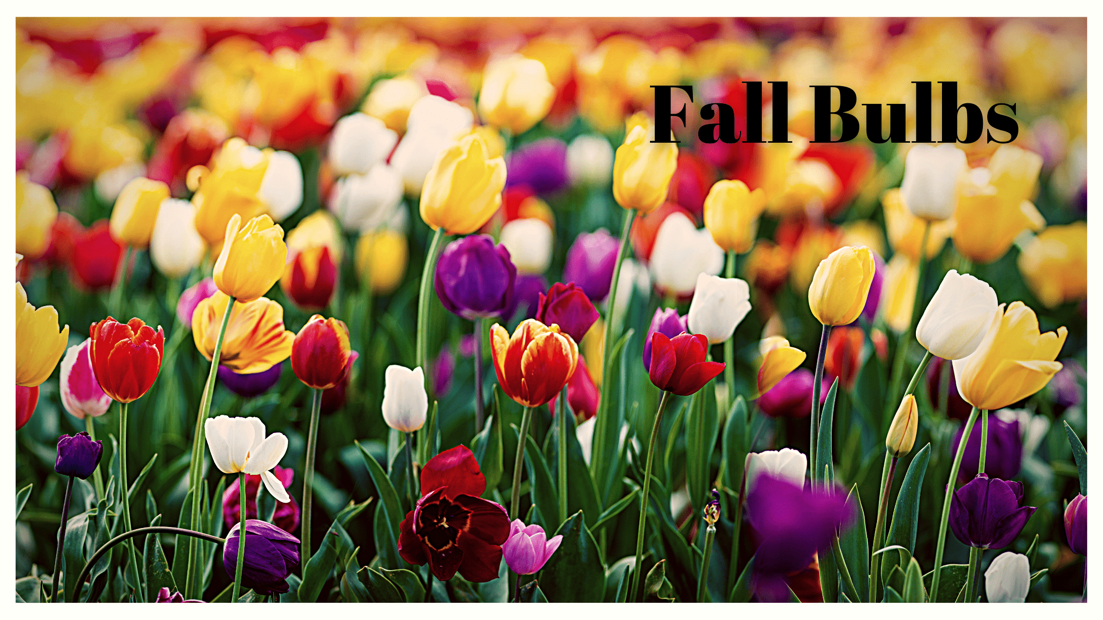 Planting Fall Bulbs Ritchie Feed Seed Inc