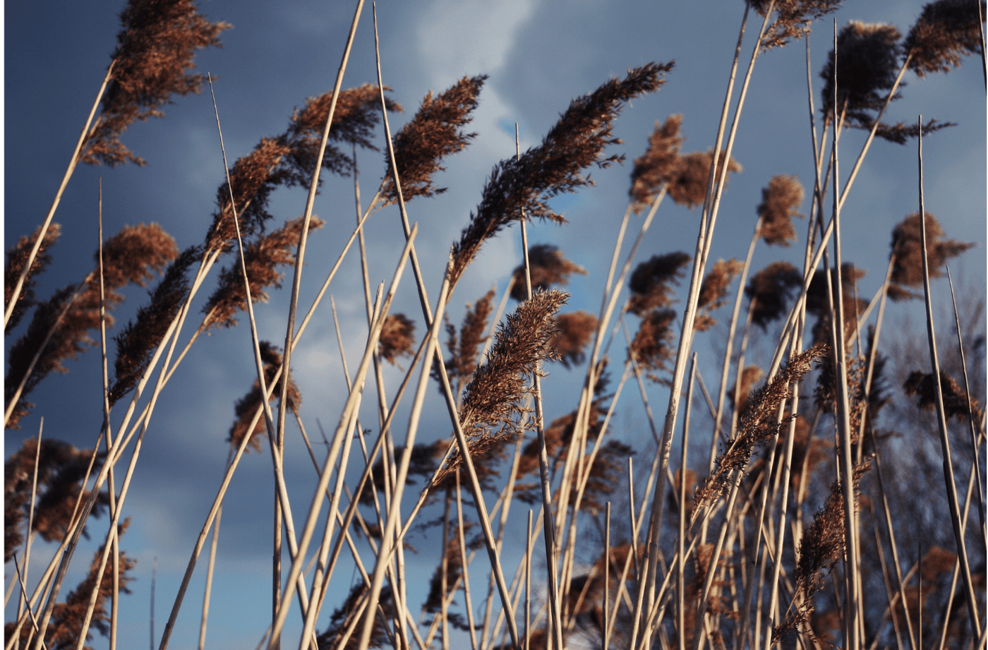 Plants for Winter Interest - Ritchie Feed & Seed Inc.