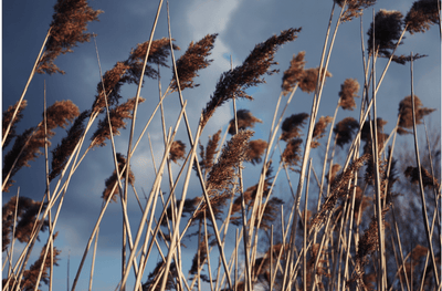 Plants for Winter Interest