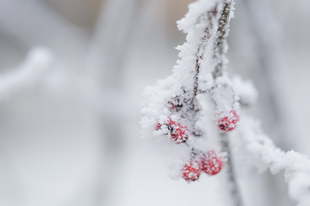 Preparing Your Perennials for Winter - Ritchie Feed & Seed Inc.