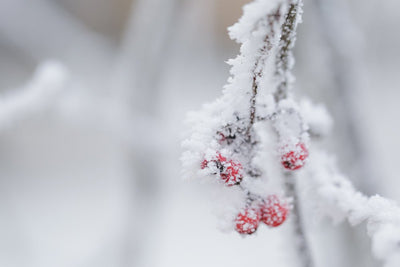 Preparing Your Perennials for Winter