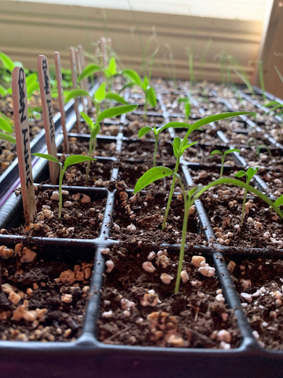 Seed Propagation