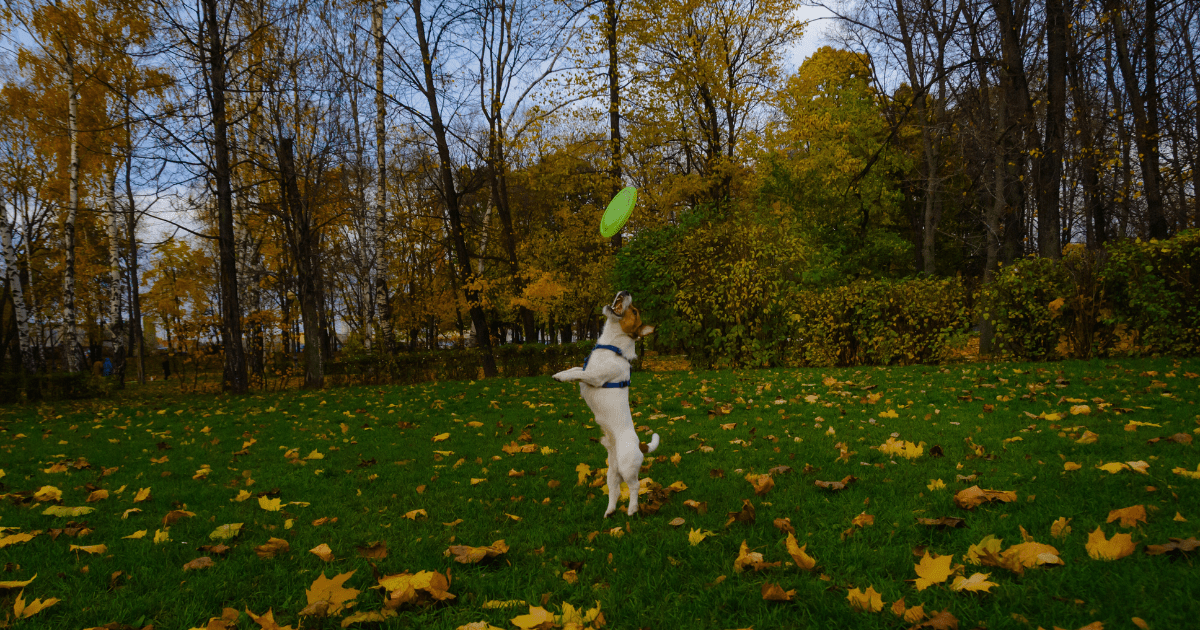 The Power of Fall Lawn Care 🌱🍂 - Ritchie Feed & Seed Inc.