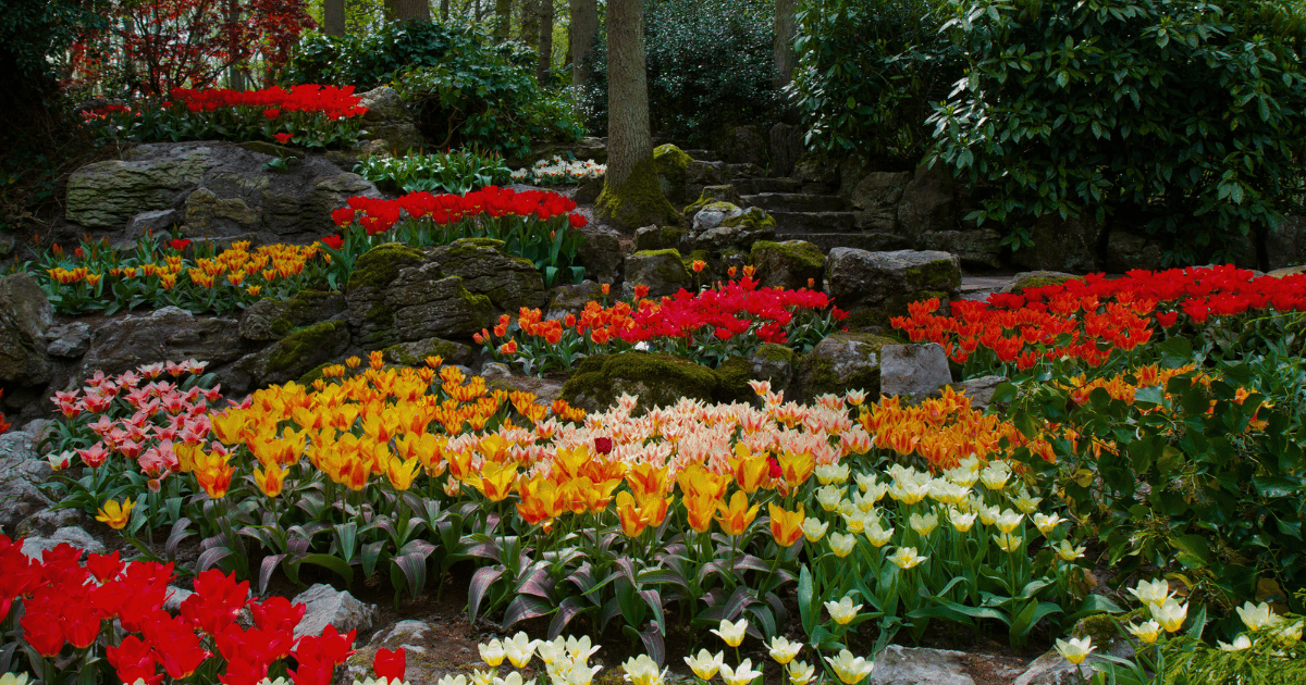 The Wait is Over: Spring-Blooming Bulbs Are Back! 🌷🌼 - Ritchie Feed & Seed Inc.