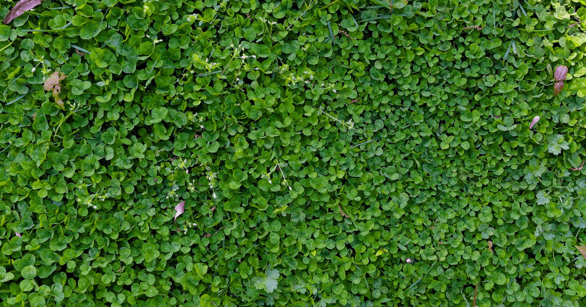 🌱 This is the Perfect Time to Kill Your Grass: Here's Why - Ritchie Feed & Seed Inc.