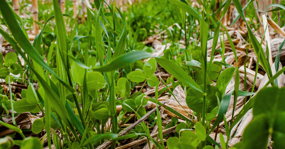 🌾 To Cover or Not Cover? - Ritchie Feed & Seed Inc.