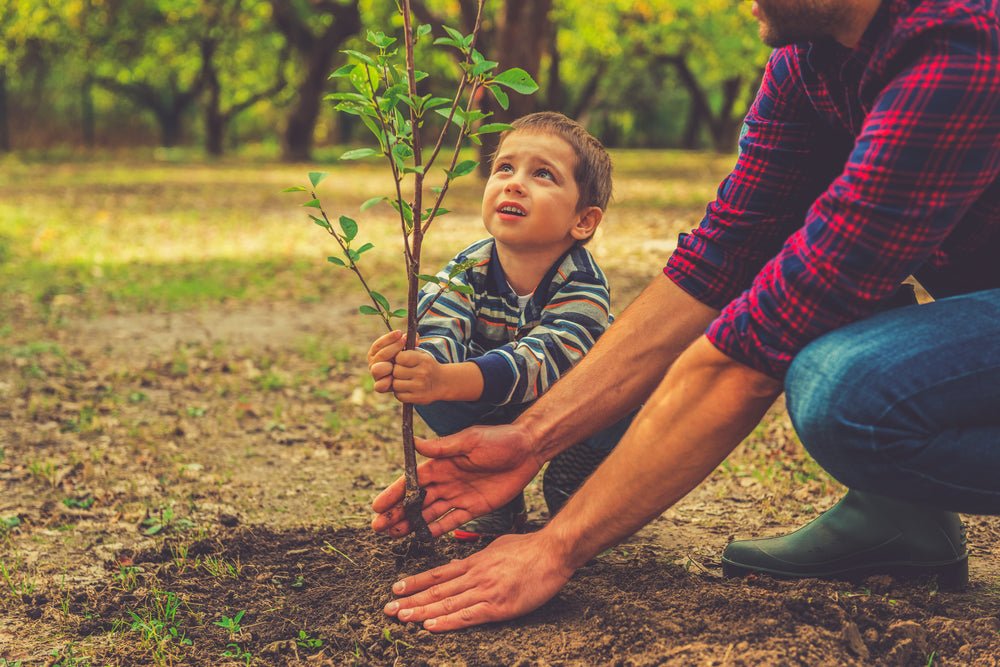 Tree Planting: A Step by Step Guide - Ritchie Feed & Seed Inc.