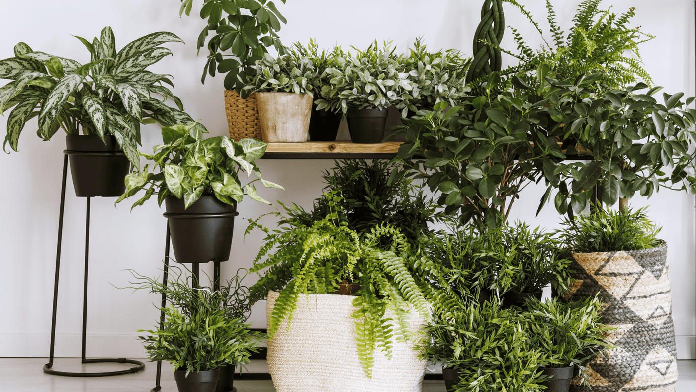 Tropical Plant Health: Pests! - Ritchie Feed & Seed Inc.