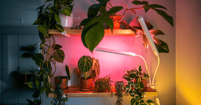 Why Grow Lights Are a Winter Essential 💡
