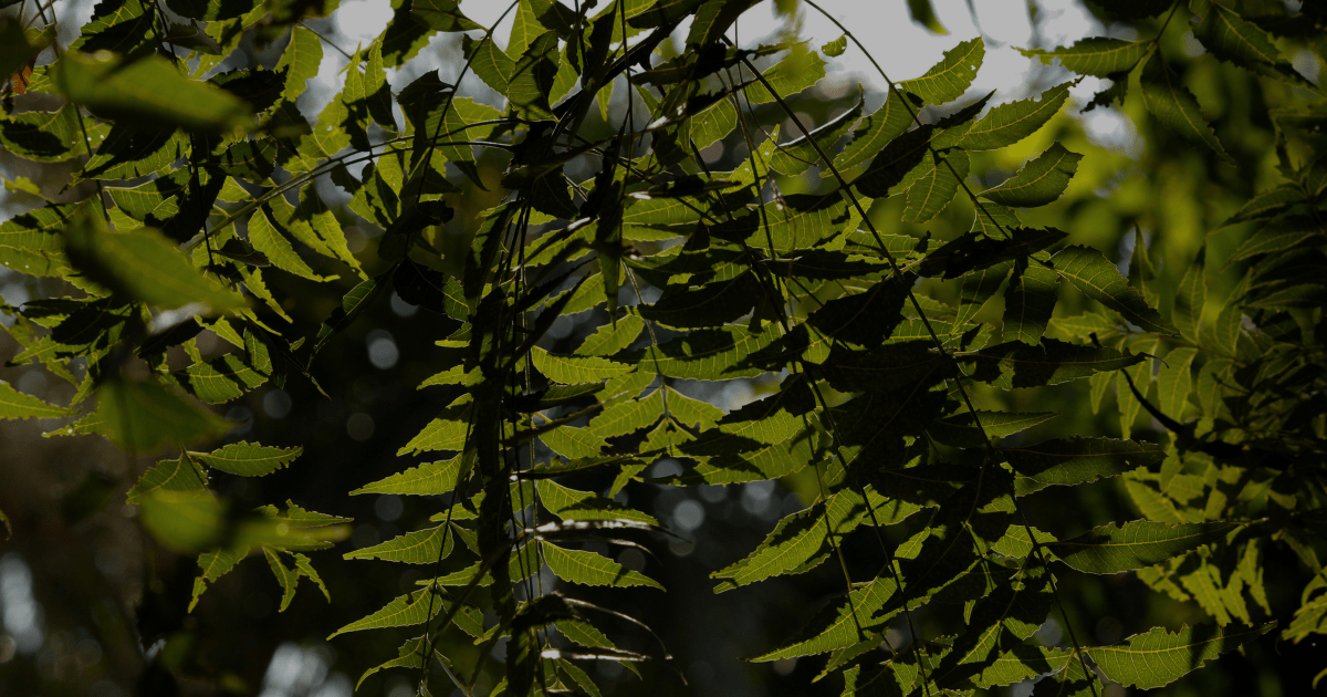 Why Ritchie Feed &amp; Seed Does Not Carry Neem Oil — and What You Can Use Instead - Ritchie Feed & Seed Inc.