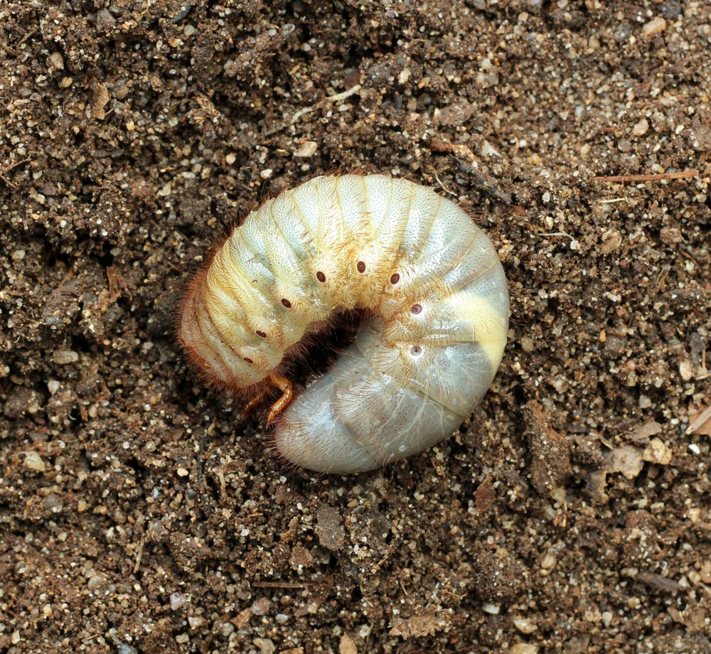 Your Lawn and White Grubs - Ritchie Feed & Seed Inc.