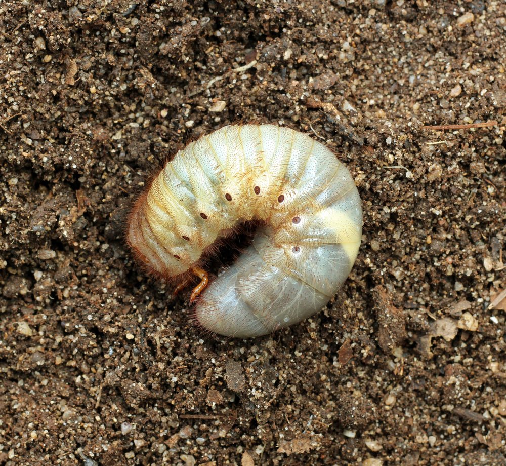 Your Lawn and White Grubs - Ritchie Feed & Seed Inc.